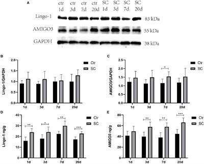 The Role and Mechanism of AMIGO3 in the Formation of Aberrant Neural Circuits After Status Convulsion in Immature Mice